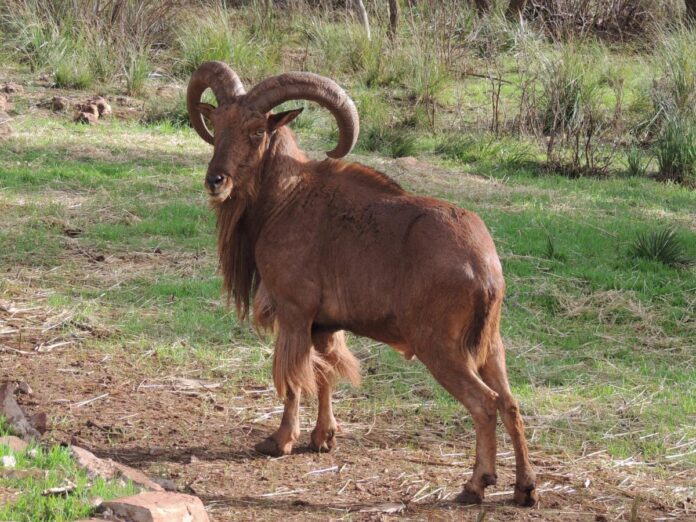 Barbary sheep return to Morocco’s Eastern High Atlas in conservation push
