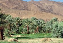 When the wells run dry: the new face of farming in Zagora When the wells run dry: the new face of farming in Zagora