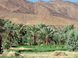 When the wells run dry: the new face of farming in Zagora
