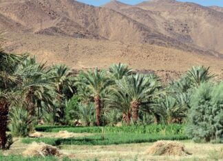 When the wells run dry: the new face of farming in Zagora When the wells run dry: the new face of farming in Zagora