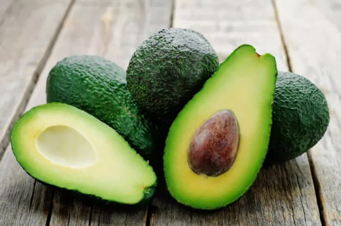 avocado Morocco breaks avocado export record to Germany, climbs to third place