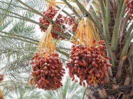 With a 55% boost, Morocco’s date sector hits new high