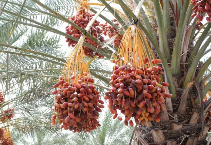 dattes With a 55% boost, Morocco’s date sector hits new high