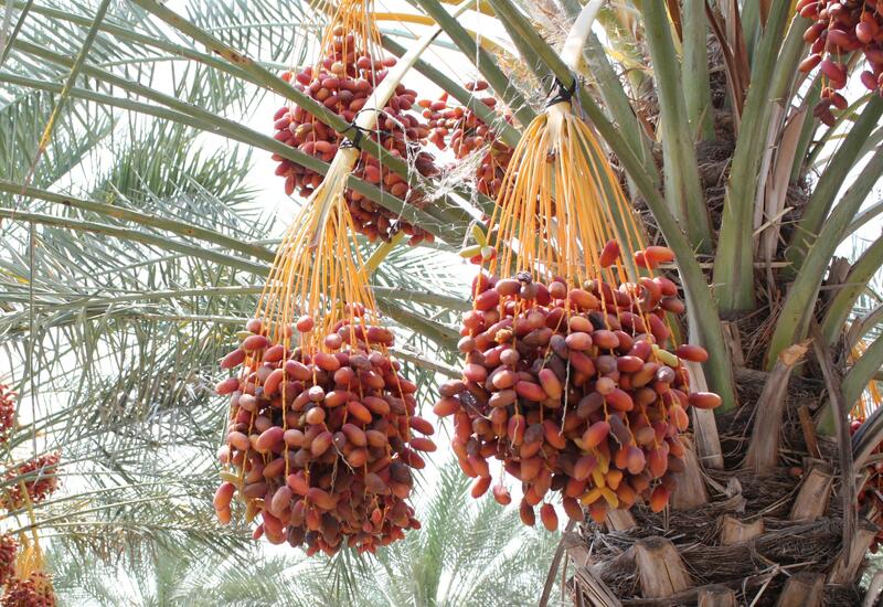 dattes With a 55% boost, Morocco’s date sector hits new high