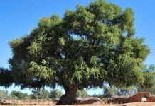 Argan tree use traced back 150,000 years in Morocco Argan tree use traced back 150,000 years in Morocco