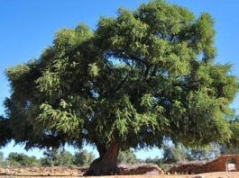 Argan tree use traced back 150,000 years in Morocco