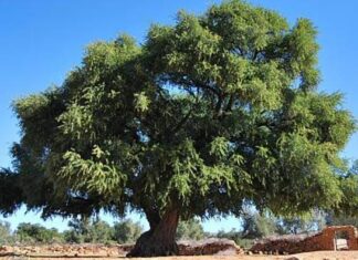 Argan tree use traced back 150,000 years in Morocco Argan tree use traced back 150,000 years in Morocco
