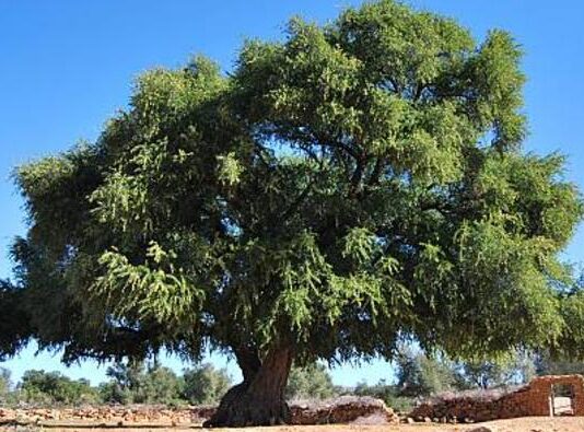 Morocco showcases argan heritage in global cultural event Morocco showcases argan heritage in global cultural event