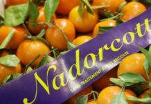 Nadorcott export boom: Morocco’s citrus star hits 325,000 tons Nadorcott export boom: Morocco’s citrus star hits 325,000 tons