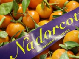 Nadorcott export boom: Morocco’s citrus star hits 325,000 tons