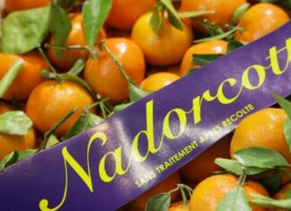 Nadorcott export boom: Morocco’s citrus star hits 325,000 tons Nadorcott export boom: Morocco’s citrus star hits 325,000 tons