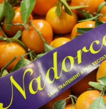 Nadorcott export boom: Morocco’s citrus star hits 325,000 tons Nadorcott export boom: Morocco’s citrus star hits 325,000 tons