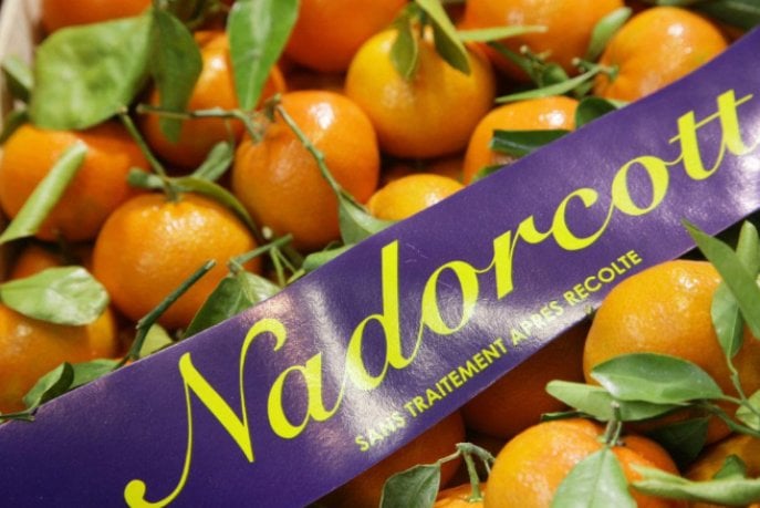 nadorcott Nadorcott export boom: Morocco’s citrus star hits 325,000 tons