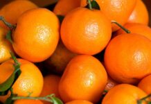 Morocco hits record citrus exports to Germany in 2024-2025 season Morocco hits record citrus exports to Germany in 2024-2025 season