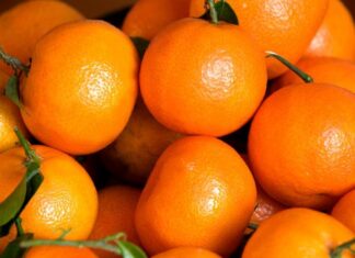 Morocco hits record citrus exports to Germany in 2024-2025 season Morocco hits record citrus exports to Germany in 2024-2025 season