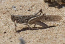Morocco on alert as desert locust swarms risk moving north The UN food agency has warned that desert locusts are becoming a growing threat in parts of Morocco, posing a threat to crops and food supplies.