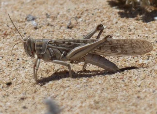 Morocco on alert as desert locust swarms risk moving north The UN food agency has warned that desert locusts are becoming a growing threat in parts of Morocco, posing a threat to crops and food supplies.