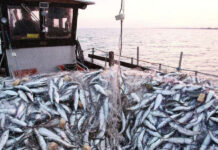 Morocco closes southern fishing zone to protect young sardines Morocco has shut its southern fishing area, known as Stock C, to boats targeting small fish, after scientists found large numbers of young sardines
