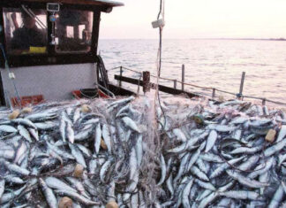 Morocco closes southern fishing zone to protect young sardines Morocco has shut its southern fishing area, known as Stock C, to boats targeting small fish, after scientists found large numbers of young sardines