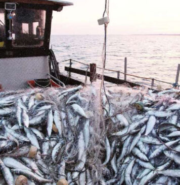 Morocco closes southern fishing zone to protect young sardines Morocco has shut its southern fishing area, known as Stock C, to boats targeting small fish, after scientists found large numbers of young sardines