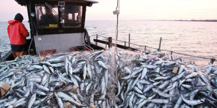 Morocco has shut its southern fishing area, known as Stock C, to boats targeting small fish, after scientists found large numbers of young sardines