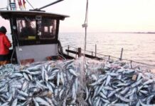 Sardine exports in Morocco now licence-only Morocco has introduced a 12-month licence requirement for the export of fresh and frozen sardines starting on 1 February as authorities seek to stabilise prices and protect fish stocks, announced by the Ministry of Industry and Commerce.