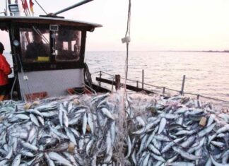 Sardine exports in Morocco now licence-only Morocco has introduced a 12-month licence requirement for the export of fresh and frozen sardines starting on 1 February as authorities seek to stabilise prices and protect fish stocks, announced by the Ministry of Industry and Commerce.