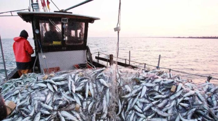 Morocco has introduced a 12-month licence requirement for the export of fresh and frozen sardines starting on 1 February as authorities seek to stabilise prices and protect fish stocks, announced by the Ministry of Industry and Commerce. Morocco has introduced a 12-month licence requirement for the export of fresh and frozen sardines starting on 1 February as authorities seek to stabilise prices and protect fish stocks, announced by the Ministry of Industry and Commerce.