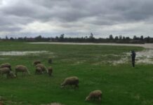 Floods in Loukkos trigger emergency support for 600 livestock farmers Morocco’s regional agricultural office in Loukkos has launched an emergency operation in Ksar El Kébir to distribute animal feed