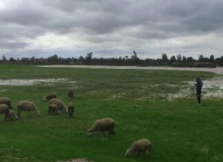 Floods in Loukkos trigger emergency support for 600 livestock farmers Morocco’s regional agricultural office in Loukkos has launched an emergency operation in Ksar El Kébir to distribute animal feed