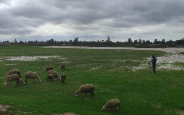 Morocco’s regional agricultural office in Loukkos has launched an emergency operation in Ksar El Kébir to distribute animal feed