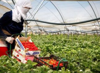 Why Morocco’s workers are vital to Spain – and still falling behind? Spain’s Moroccan community now plays a key role in keeping parts of the country’s economy running.