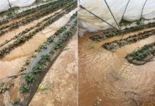 Morocco floods hit key red fruit growing region Flooding in northern Morocco has disrupted the country’s red fruit sector, one of its most important export industries.