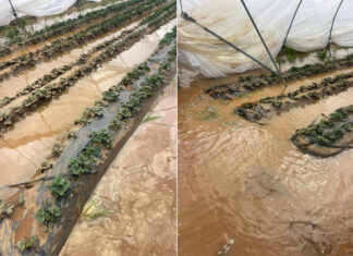 Morocco Floods Hit Key Red Fruit Growing Region Flooding in northern Morocco has disrupted the country’s red fruit sector, one of its most important export industries.
