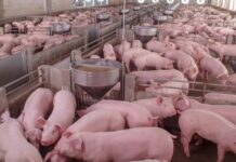 Russia exports 22 tonnes of pork casings to Morocco Morocco has received its first shipment of salted pork sausage casings from Russia, according to Russia’s farm safety agency