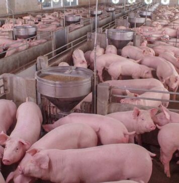 Russia exports 22 tonnes of pork casings to Morocco Morocco has received its first shipment of salted pork sausage casings from Russia, according to Russia’s farm safety agency
