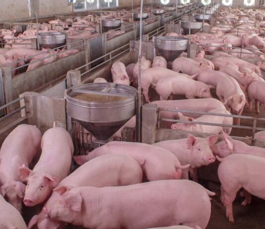 Russia exports 22 tonnes of pork casings to Morocco Morocco has received its first shipment of salted pork sausage casings from Russia, according to Russia’s farm safety agency