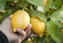 Morocco records strongest lemon export season in five years Morocco has posted its best lemon export campaign in five seasons, shipping 9,700 tonnes between November 2024 and October 2025