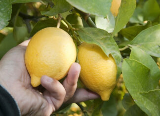 Morocco records strongest lemon export season in five years Morocco has posted its best lemon export campaign in five seasons, shipping 9,700 tonnes between November 2024 and October 2025