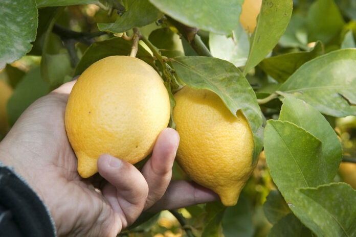 Morocco has posted its best lemon export campaign in five seasons, shipping 9,700 tonnes between November 2024 and October 2025