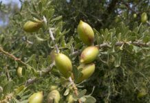 Morocco’s “liquid gold” argan trees not under attack – climate stress to blame Morocco’s Agency for Water and Forests (ANEF) has rejected claims of a dangerous disease hitting argan trees in Chtouka Aït Baha