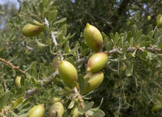 Morocco’s “liquid gold” argan trees not under attack – climate stress to blame Morocco’s Agency for Water and Forests (ANEF) has rejected claims of a dangerous disease hitting argan trees in Chtouka Aït Baha
