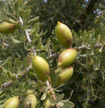 Morocco’s “liquid gold” argan trees not under attack – climate stress to blame Morocco’s Agency for Water and Forests (ANEF) has rejected claims of a dangerous disease hitting argan trees in Chtouka Aït Baha