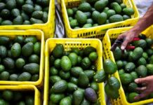 Morocco’s avocado exports drop to 58,000 tonnes after storm-hit season Morocco’s avocado export season for 2025/2026 ended with a big drop in shipments, industry officials say. Transport caused headaches.