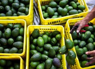 Morocco’s avocado exports drop to 58,000 tonnes after storm-hit season Morocco’s avocado export season for 2025/2026 ended with a big drop in shipments, industry officials say. Transport caused headaches.
