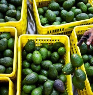 Morocco’s avocado exports drop to 58,000 tonnes after storm-hit season Morocco’s avocado export season for 2025/2026 ended with a big drop in shipments, industry officials say. Transport caused headaches.
