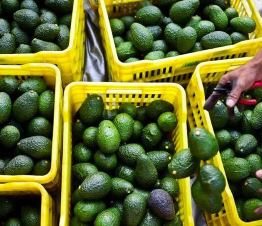 Morocco’s avocado exports drop to 58,000 tonnes after storm-hit season Morocco’s avocado export season for 2025/2026 ended with a big drop in shipments, industry officials say. Transport caused headaches.