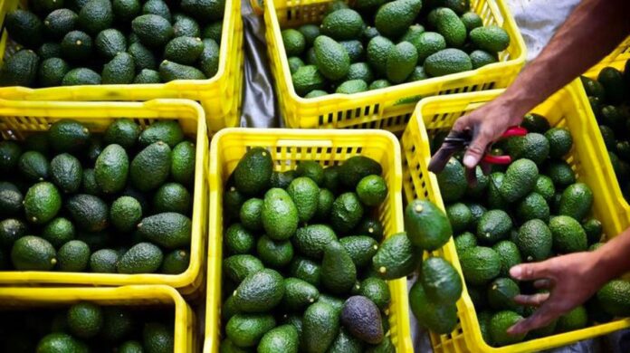 Morocco’s avocado export season for 2025/2026 ended with a big drop in shipments, industry officials say. Transport caused headaches.