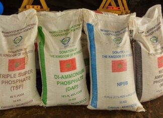 Panama to get fertilisers from Morocco to help farmers Panama is working with Morocco to get more agricultural fertilisers as prices rise worldwide and shortages loom.