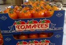 Morocco becomes EU’s second largest tomato supplier Morocco ranked as the European Union’s second-largest tomato exporter in 2025, overtaking Spain and placing behind the Netherlands, according to data published by the agricultural information site Horto Info.